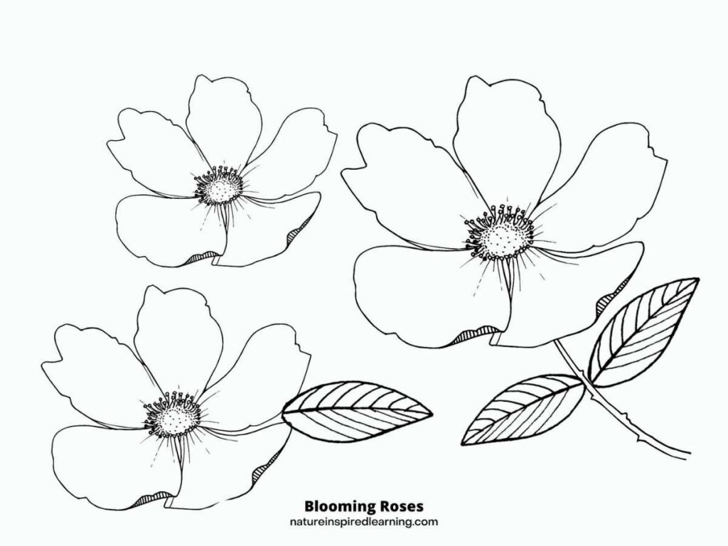 Realistic rose coloring pages