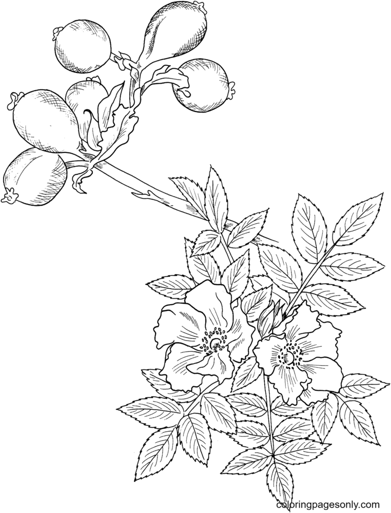 Wild rose coloring page