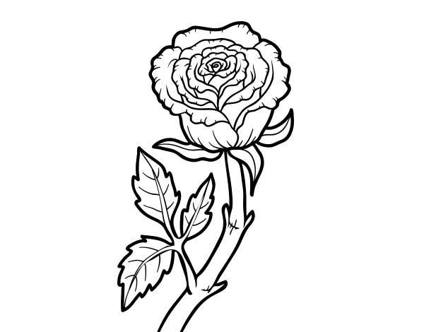 Wild rose coloring page