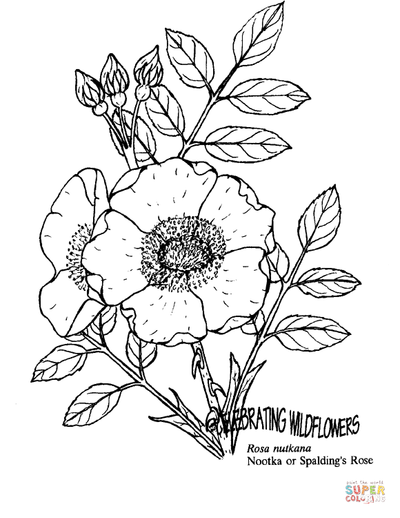 Nootka rose coloring page free printable coloring pages