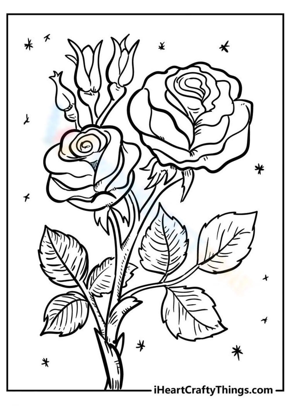 Wild roses worksheet