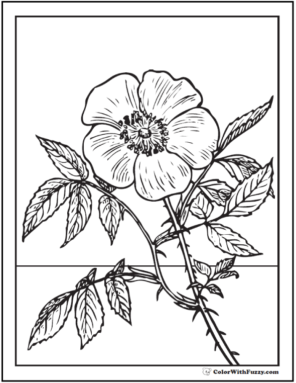 Rose coloring pages â free digital coloring pages for kids