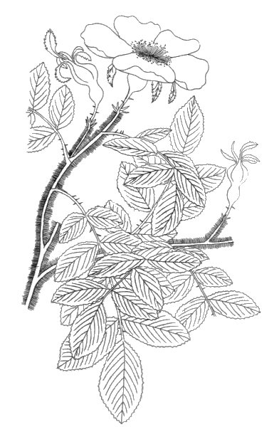 Rose coloring page free vintage art