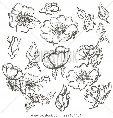 Wild dog rose flowers vector photo free trial bigstock