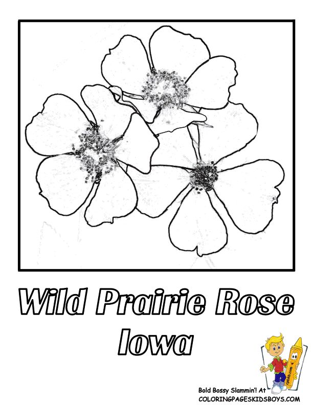 Iowa state flower coloring page wild prairie rose coloring pages coloring pictures flower coloring pages