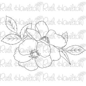 Wild roses ruth hamilton design