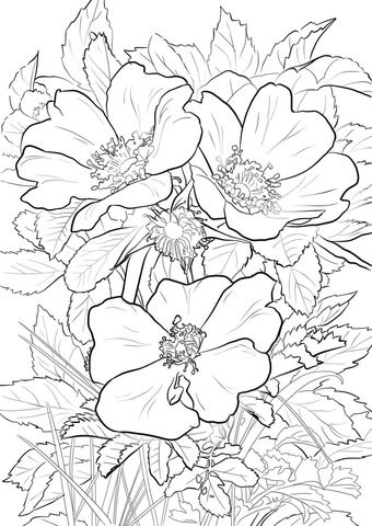 Coloriage fleur coloriage fleur ã imprimer ment dessiner une fleur