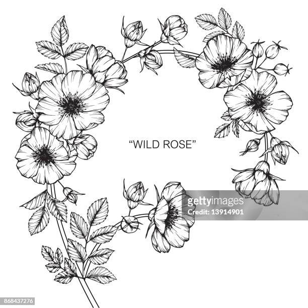 Wild rose flower drawing high