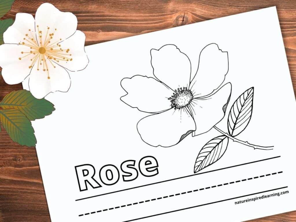 Realistic rose coloring pages