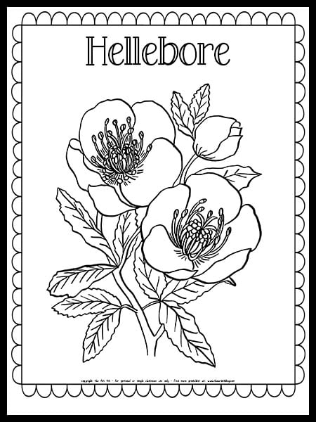 Hellebore flower coloring page free printable â the art kit