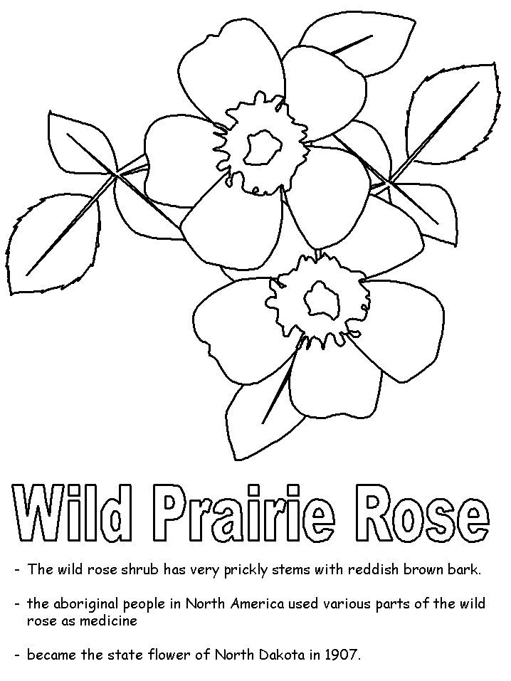 Wild prairie rose coloring page