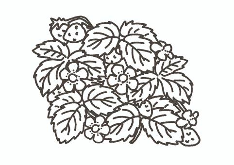 Wild strawberry vectors clipart illustrations for free download
