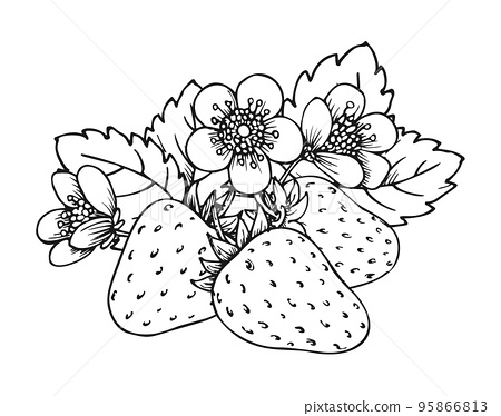 Strawberry bunch of three berries coloring