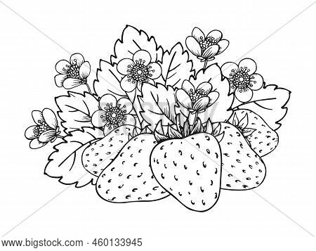 Strawberry flowering vector photo free trial bigstock