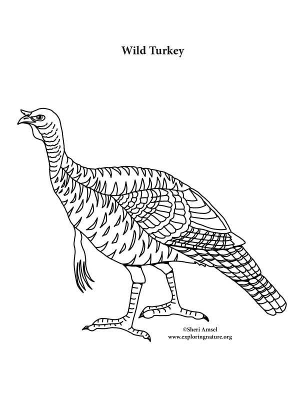 Wild turkey coloring page