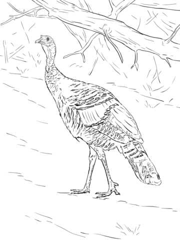 Wild turkey walks in the forest coloring page free printable coloring pages