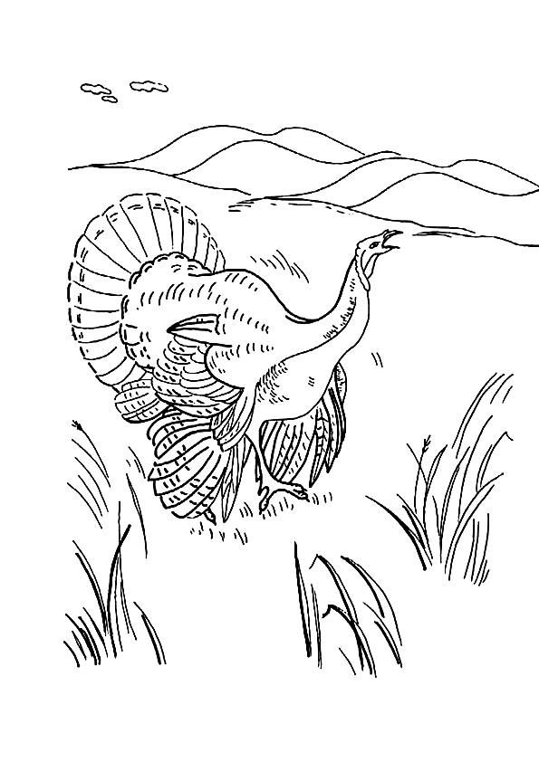 Coloring page turkey coloring pages coloring pages turkey art