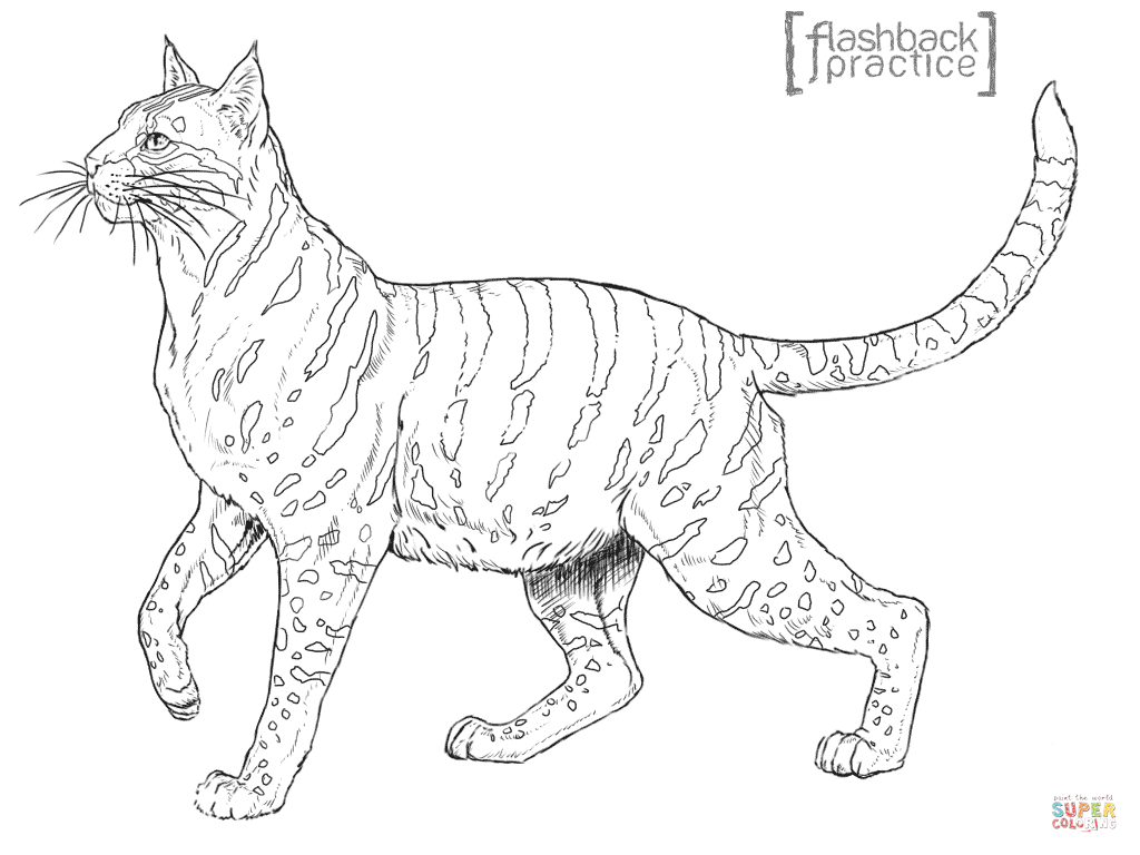 Andean mountain wildcat coloring page free printable coloring pages