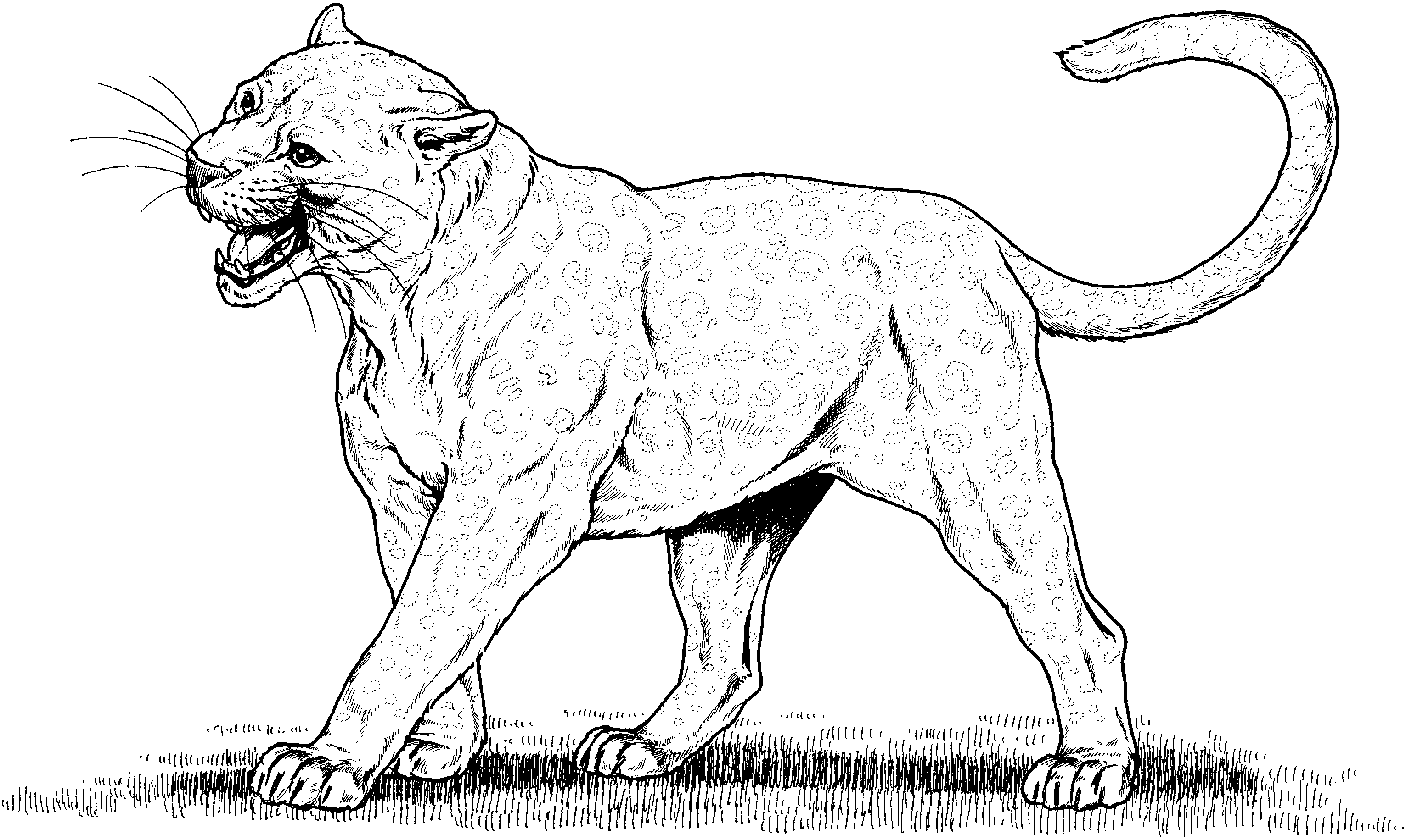 Big cat coloring pages