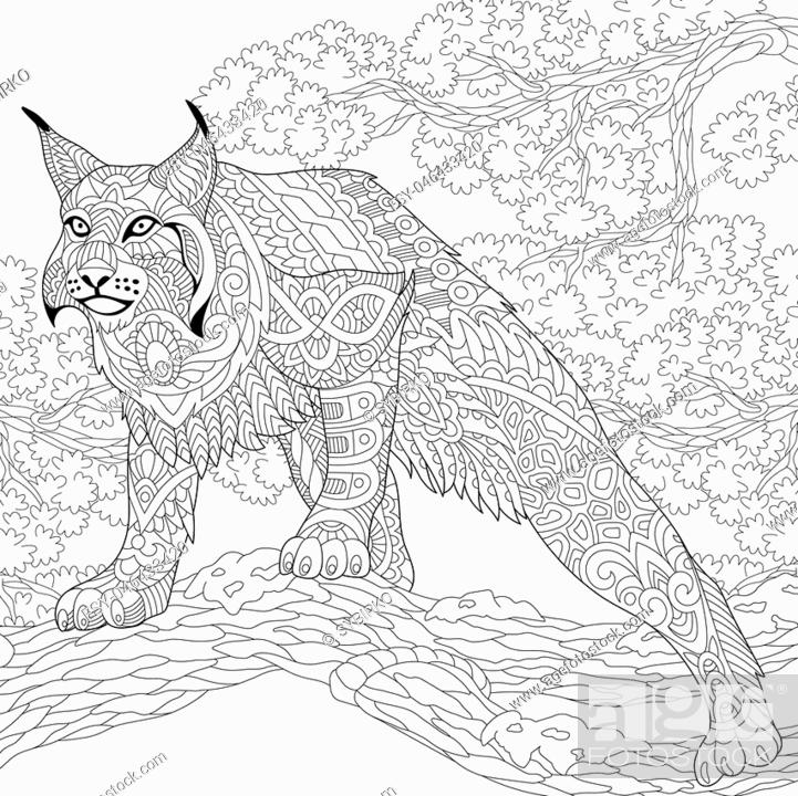 Coloring page of wildcat lynx american bobcat caracal stock vector vector and low budget royalty free image pic esy