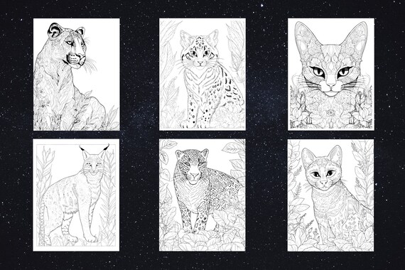 Wildcat coloring pages pages for adults digital download