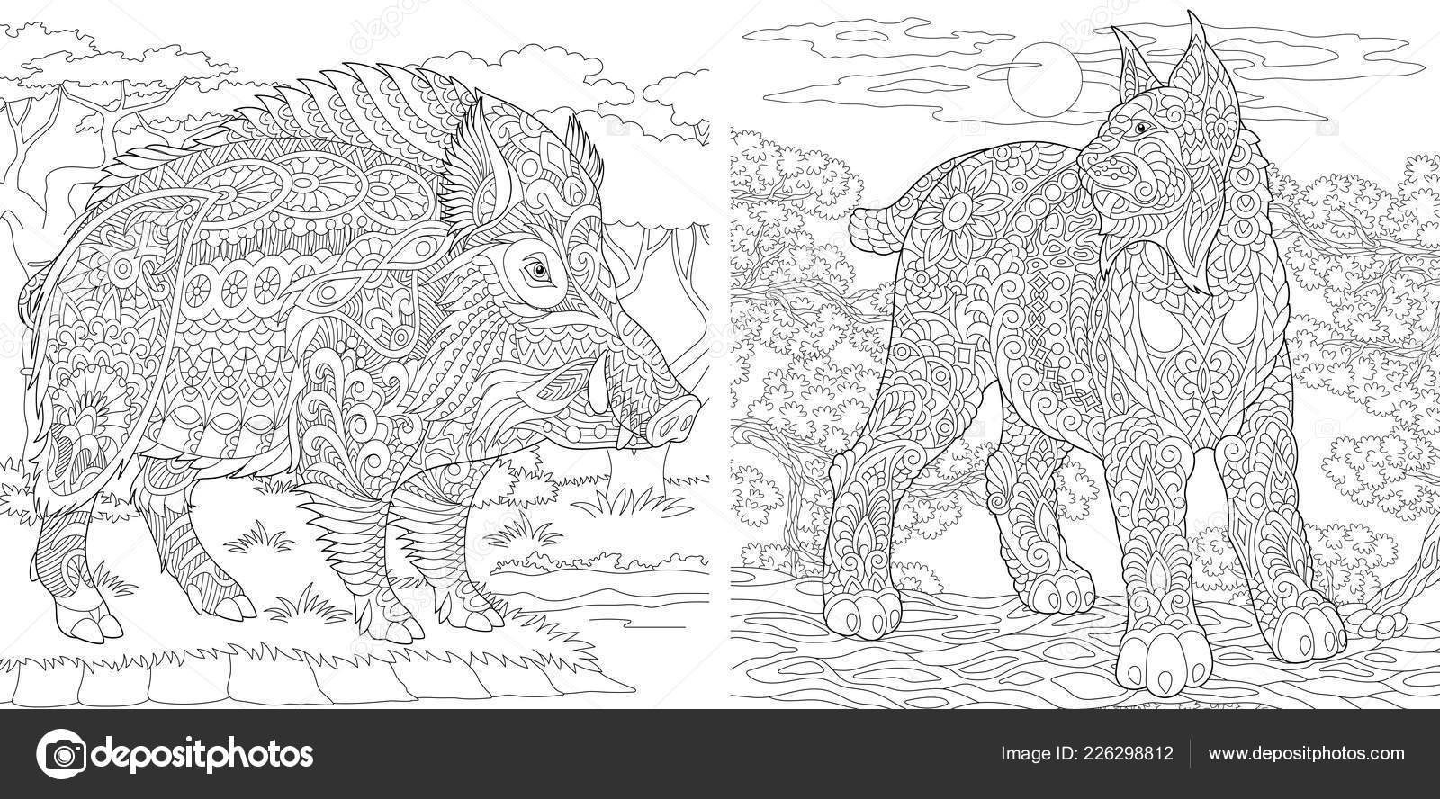 Coloring pages coloring book adults colouring pictures wildcat wild boar stock vector by sybirko