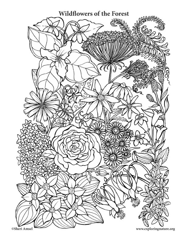 Wildflowers of the forest coloring page