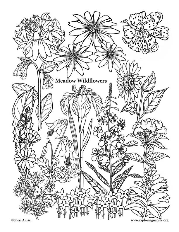 Meadow wildflowers coloring page