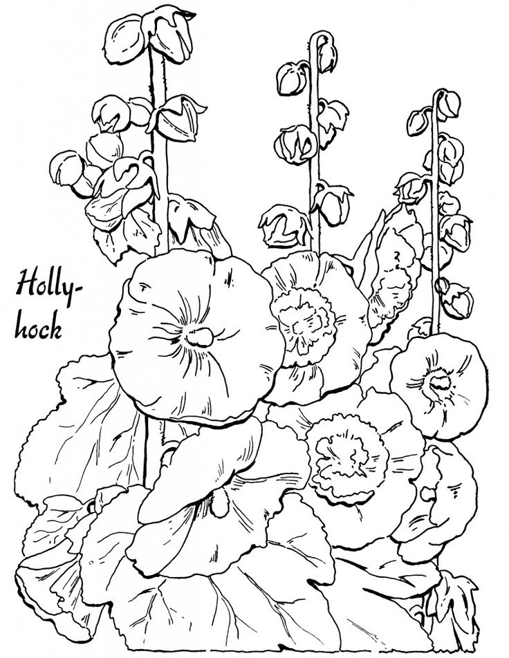 Flower coloring pages for adults