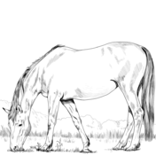 Wild horse coloring pages free printable pictures