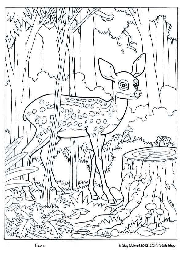 Fawn coloring deer coloring forest animals deer coloring pages animal coloring books animal coloring pages