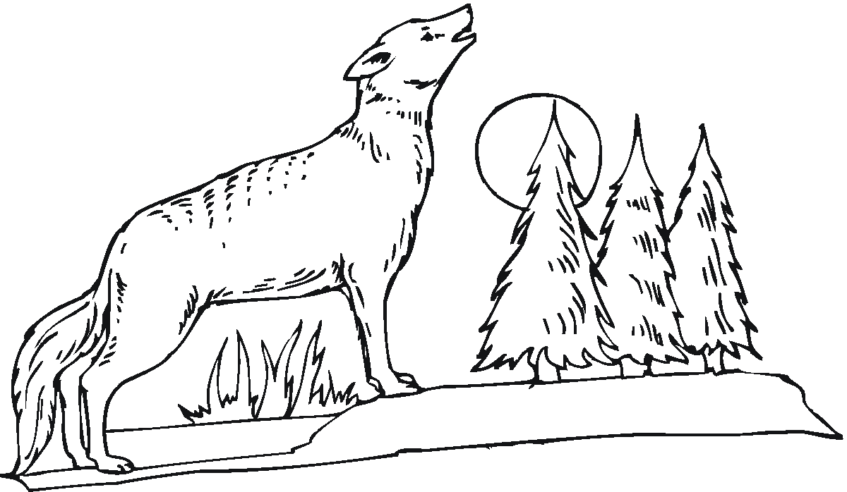 Free printable coyote coloring pages for kids