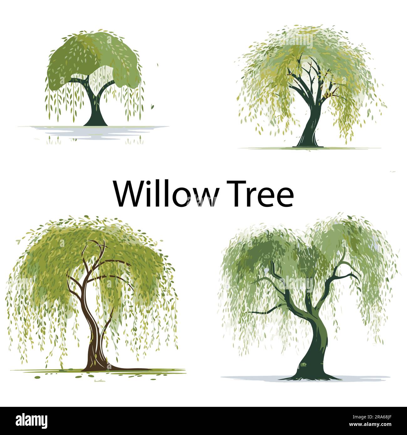 Willow tree vector vectors hi