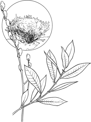 American willow tree coloring page free printable coloring pages