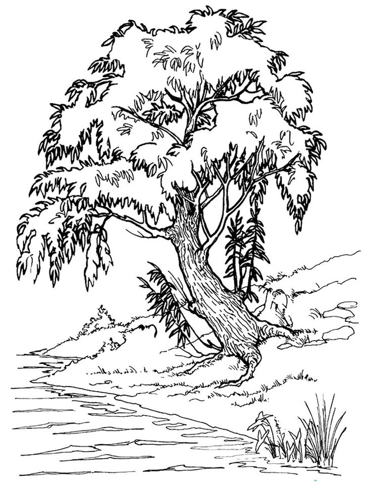 Trees art drawing tree art coloring pages