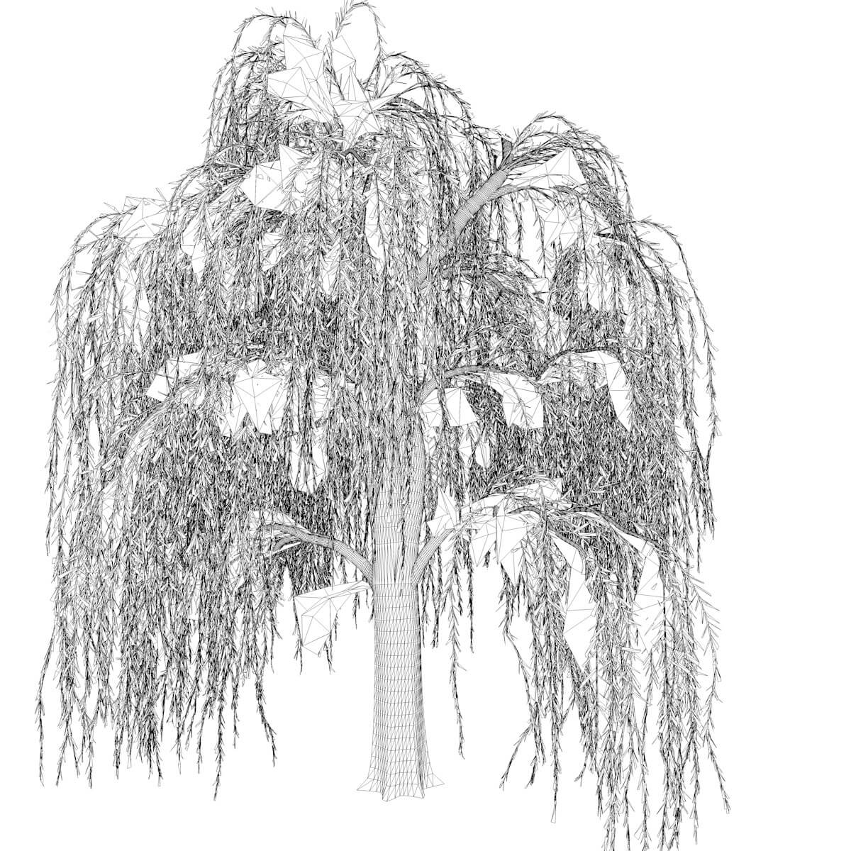 Weeping willow tree