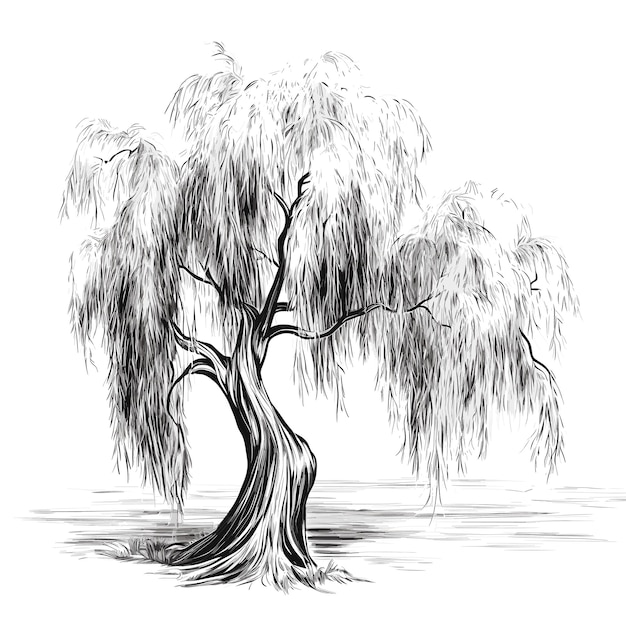 Willow tree images