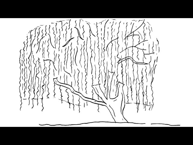 How to draw willow tree