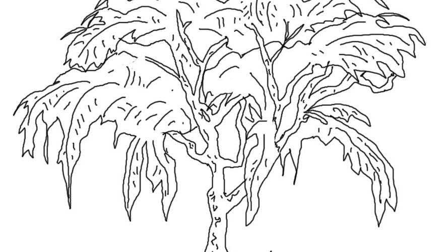 How to draw a willow tree