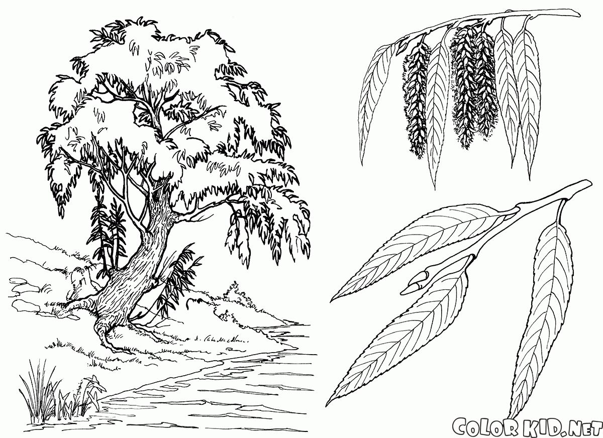 Coloring page