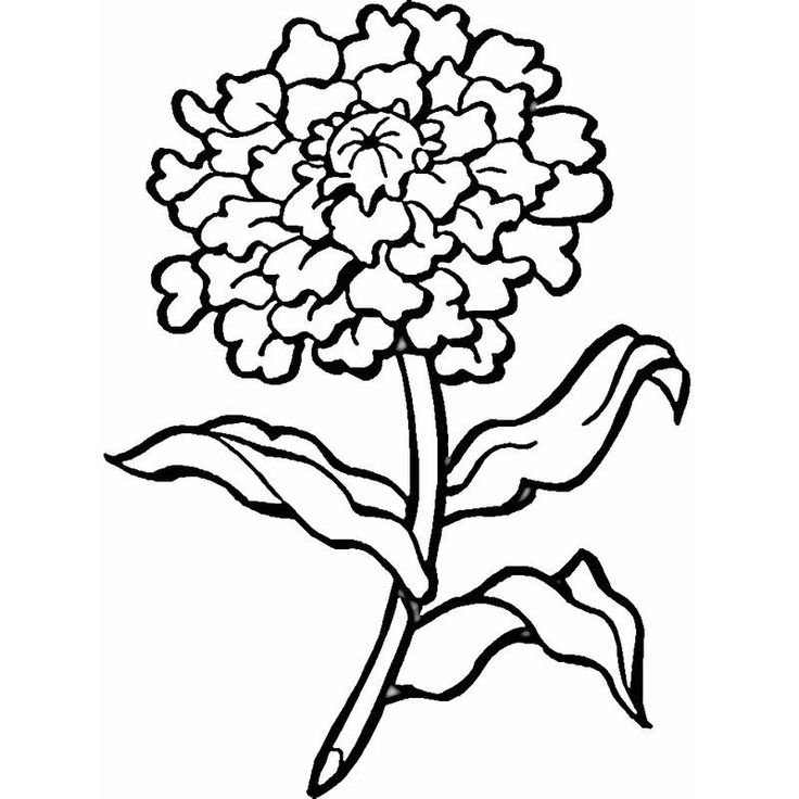 Marigold coloring pages