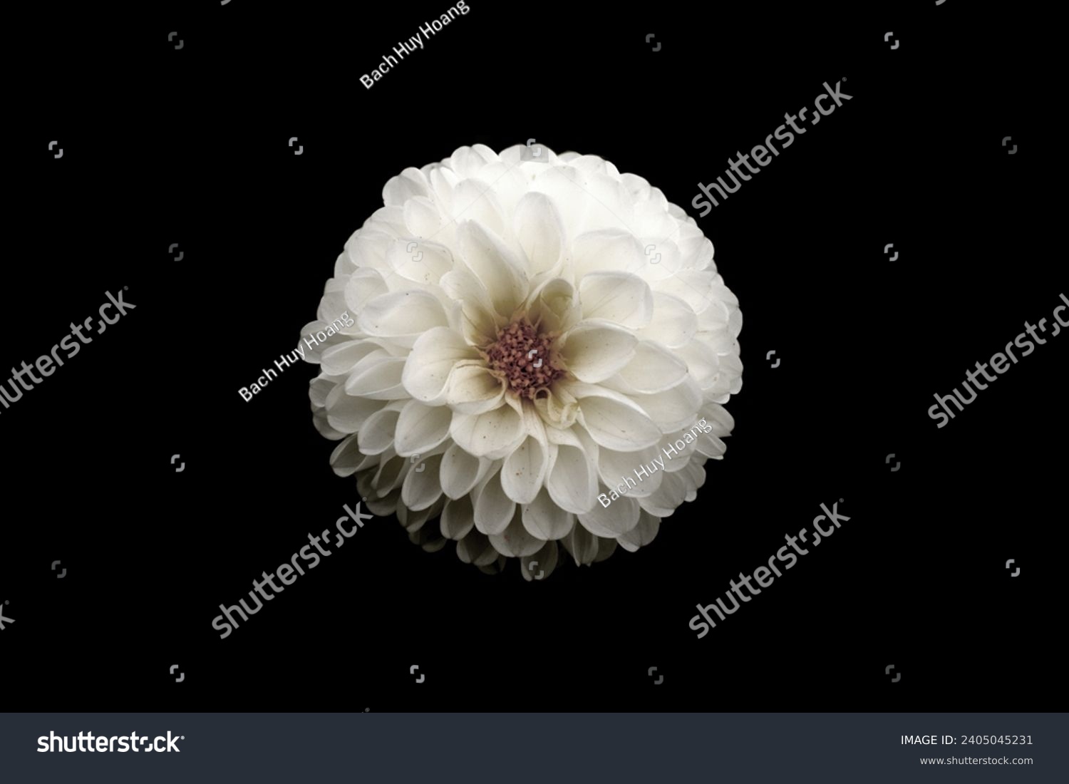 Sad flower images stock photos d objects vectors