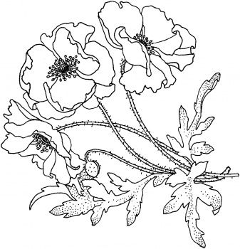 Poppies flower coloring page free printable coloring pages poppy coloring page poppy drawing flower drawing