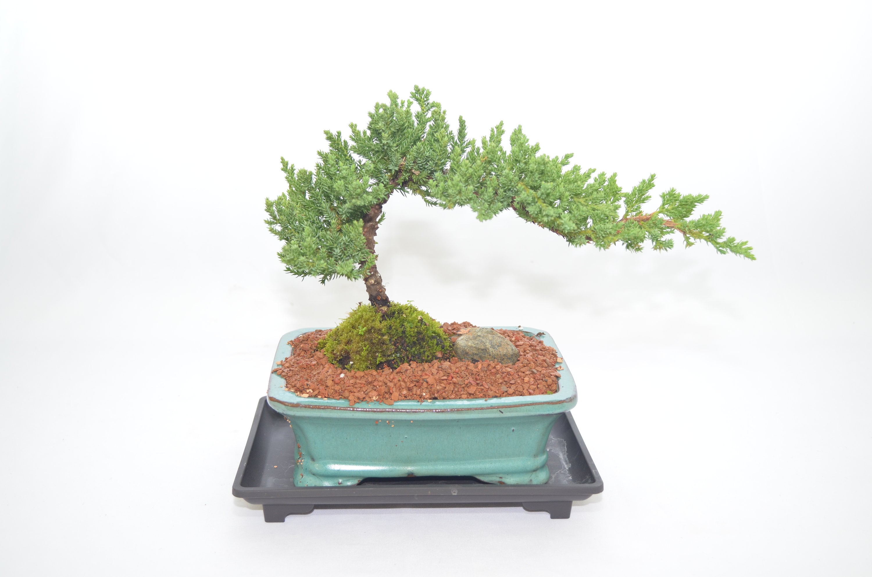 Japanese juniper traditional bonsai years old windswept style