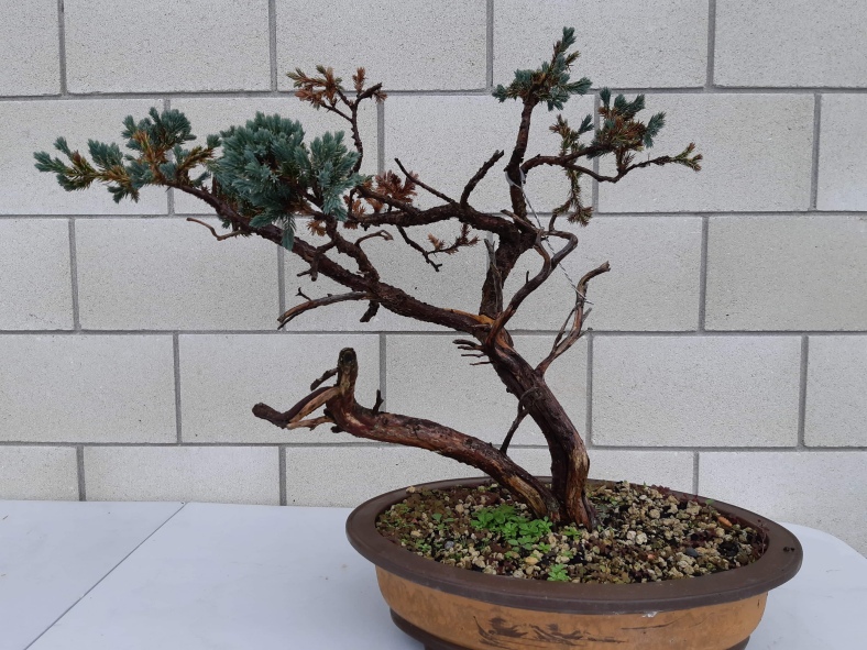 Windswept bonsai