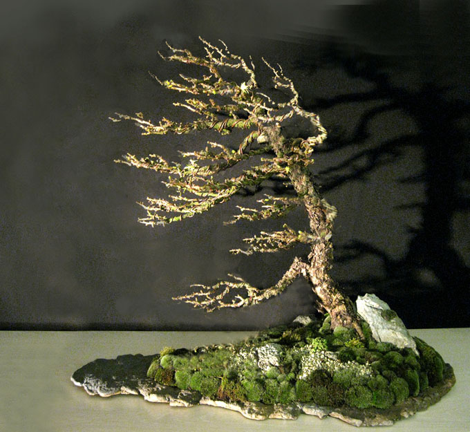 Bonsai bark promoting and expanding the bonsai universe page