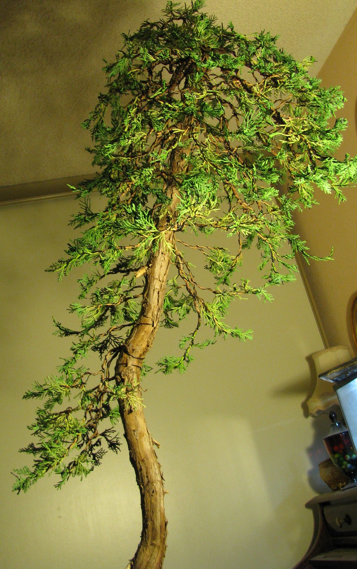 Juniperus horizontalis bonsai â âblue rugâ â colorado rocky mountain bonsai â suiseki