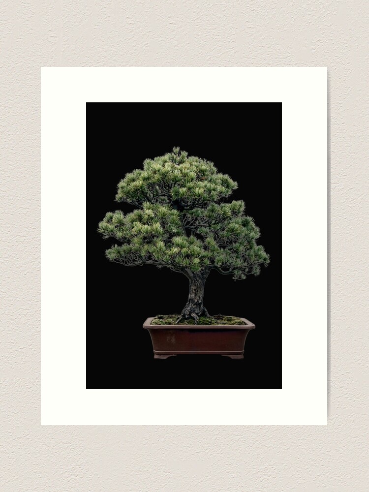 Informal upright style bonsai tree art print for sale by click