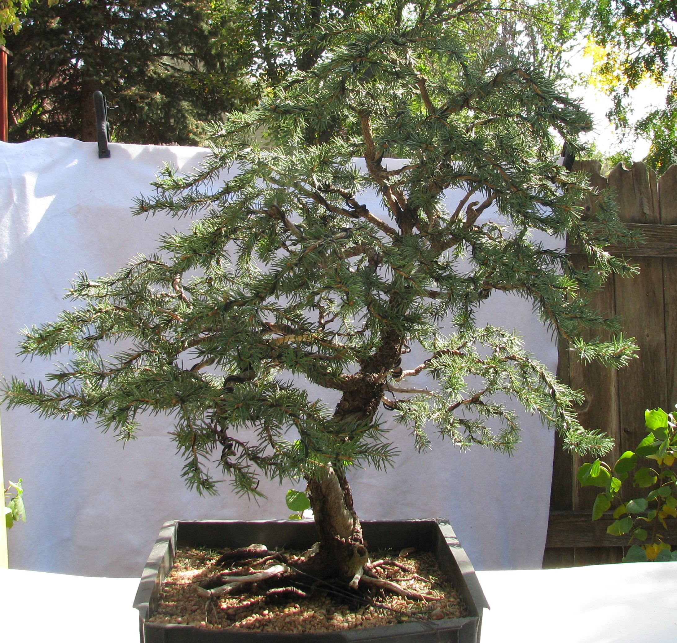 Picea pungens â colorado blue spruce bonsai â â colorado rocky mountain bonsai â suiseki