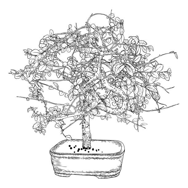 Chinese elm stock illustrations royalty